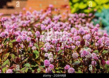 Vista soleggiata della fioritura di Persicaria capitata in California Foto Stock