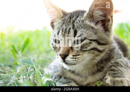 Gattino nell'erba verde. Un piccolo gattino si trova a terra. Foto Stock