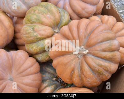 La zucca di formaggio di Long Island è una vecchia varietà di Heirloom e la sua carne dolce e liscia è conosciuta per fare la torta superiore della zucca. Foto Stock