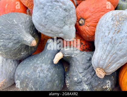 Zucche e zucche dure ornamentali e commestibili in vendita presso un giardino locale. Long Island, New York. Foto Stock