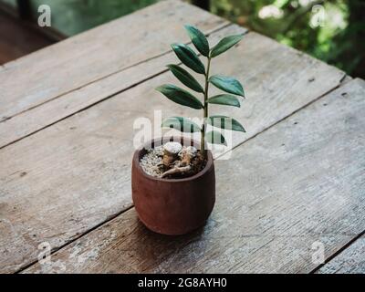 Crescita di foglie verdi in terracotta artigianale pentola decorazione su tavolo di legno. Foto Stock