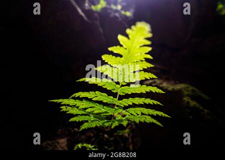 Bella grotta con luce nel distretto di Moc Chau nord del Vietnam Foto Stock