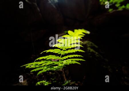 Bella grotta con luce nel distretto di Moc Chau nord del Vietnam Foto Stock