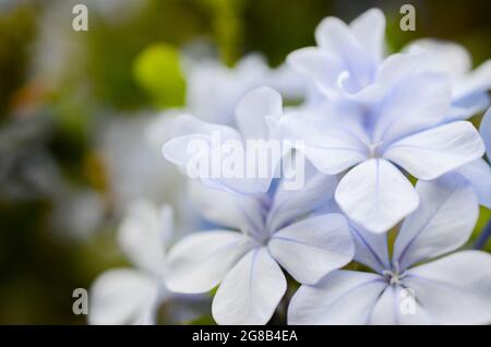 Plumbago Flower Macro Fotografia Foto Stock