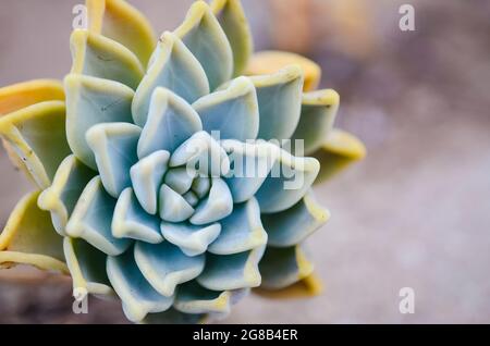 Fotografia macro succulente della pianta fantasma Foto Stock