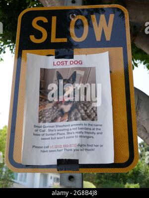 West Hollywood, California, USA 15 luglio 2021 UNA visione generale dell'atmosfera Lost Dog Flyer il 15 luglio 2021 a West Hollywood, California, USA. Foto di Barry King/Alamy Stock foto Foto Stock