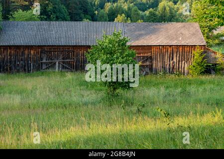 Vecchio fienile di legno situato tra alberi verdi, su un prato. Foresta sullo sfondo. Krasnobród, Roztocze, Polonia. Foto Stock