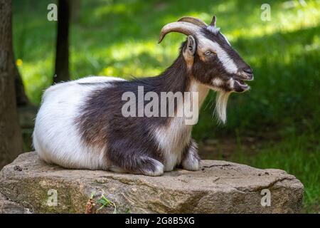 Capra che riposa su una roccia alla fattoria e centro storico di Byron Herbert Reece a Blairsville, Georgia. (STATI UNITI) Foto Stock