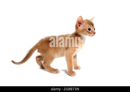 Il gatto rosso abissino si erge su uno sfondo bianco Foto Stock