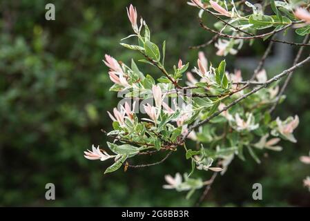 le foglie di un arbusto di salice hakuro sishiki di colore bianco verde e rosa pallido Foto Stock