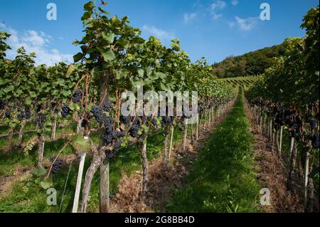 Uva Pinot Nero che cresce nella Valle dell'Ahr, Germania visto da 'Rotweinwanderweg' - il percorso escursionistico del vino Rosso Foto Stock