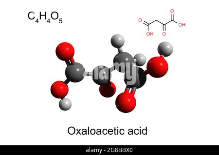 Formula chimica, formula scheletrica e modello 3D a sfera e bastone di acido ossaloacetico, fondo bianco Foto Stock