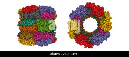 Struttura della perossiredossina umana 3 come tre anelli impilati, modello di superficie gaussiana 3D in due proiezioni porpendolari, schema colore id catena Foto Stock