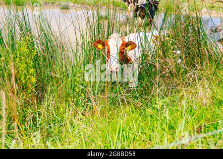 Una mandria di mucche domestiche sulla riva vicino stagno al foro di irrigazione, uno curioso guardando la macchina fotografica, in posa. Foto Stock