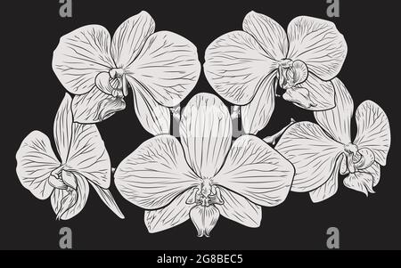 Fiori di orchidea xilografia incisione Illustrazione Vettoriale