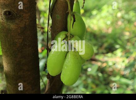 Primo piano di un grappolo di frutti di bilimbi verdi appesi sul tronco Foto Stock