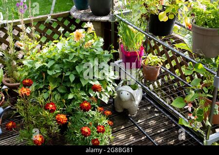 Fiori estivi in contenitori su un ponte nel giardino posteriore Foto Stock