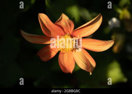 Dahlia Sunny Reggae Foto Stock