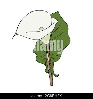 Calla flower Doodling a mano, singolo, gemma di colore bianco, isolato, su sfondo bianco. Illustrazione vettoriale Illustrazione Vettoriale