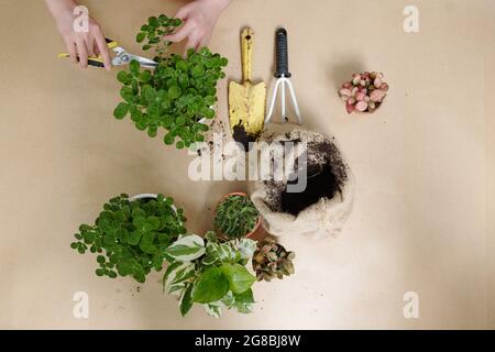 Mani di donna potando e repotando piante domestiche, vista dall'alto Foto Stock