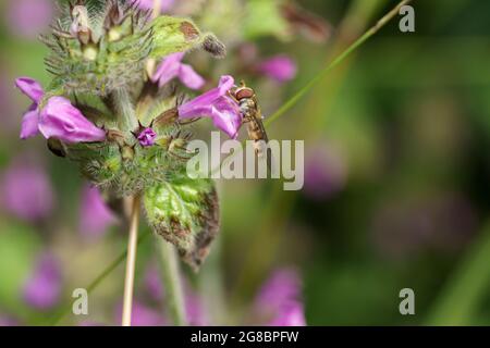 Close up macro image of a hoverfly (aka flower fly) collecting nectar from a small pink flower Foto Stock