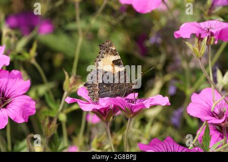 Primo piano vista laterale di un piccolo tortoiseshell farfalla di alimentazione su un fiore rosa Foto Stock