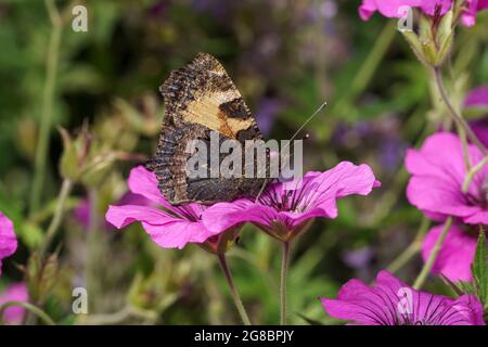 Primo piano vista laterale di un piccolo tortoiseshell farfalla di alimentazione su un fiore rosa Foto Stock