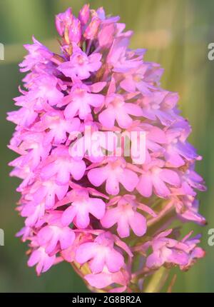 Orchidea piramidale (Anacamptis piramidalis) testa fiorente. Rye Harbor Nature Reserve, Rye, Sussex, Regno Unito. Foto Stock