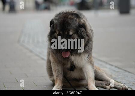 Grande sfondo grigio cane e bei colori e seduta in un bel modo educato Foto Stock