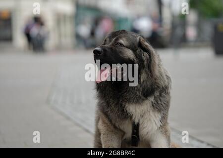 Grande sfondo grigio cane e bei colori e seduta in un bel modo educato Foto Stock