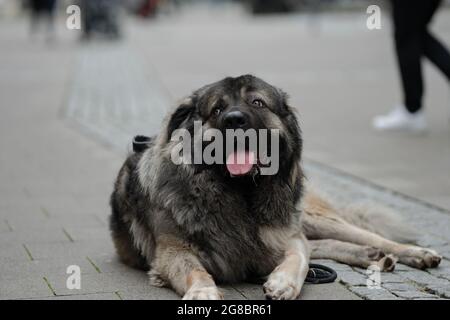 Grande sfondo grigio cane e bei colori e seduta in un bel modo educato Foto Stock