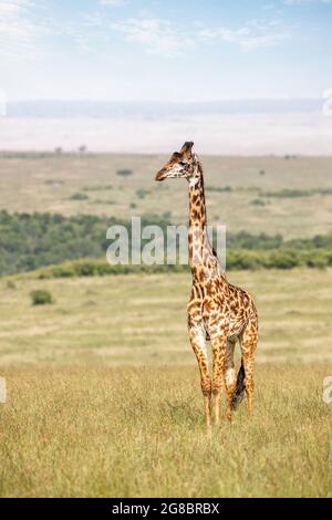 Masai giraffe maschile adulto, Giraffa camelopardalis tippelskirchii, nell'erba del Masai Mara. Si tratta di una sottospecie in pericolo indigena per il centro Foto Stock