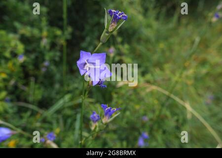 Il fiore blu, campanula primo piano nel campo. Estate natura sfondo. Fiori selvatici Foto Stock