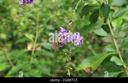 Una piccola farfalla brandizzata veloce che raccoglie nettare da minuscolo mazzo di fiori viola Foto Stock