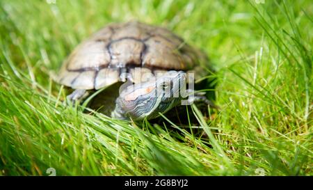 Trachemys scripta elegans Red Eared Slider siede sul prato. Una tartaruga crogiola al sole Foto Stock