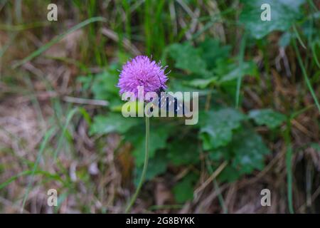 Porpora Clover fiore primo piano con farfalla nera su di esso attraverso l'erba verde. Natura estiva Foto Stock