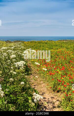 Un campo arabile di prezzemolo di mucca Anthrisscus sylvestris, papaveri comuni Papaver rhoeas e mais marigolds Glebionis segetum che cresce sulla costa dell'ovest Foto Stock