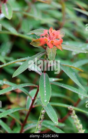 Euphorbia griffithii ‘DMixter’. Spurge 'Mixter'. Bratte arancione brillante Foto Stock