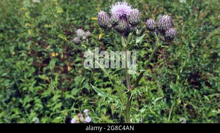 Una posizione di Wildlife Trust vicino al fiume Arrow, vicino ad Alscester, Warwickshire e vicino al confine con il Worcestershire. Una tranquilla passeggiata attraverso l'erba lunga, nettle, vari fiori selvatici vicino al fiume Arrow. La pesca è anche un'attrazione qui, così come le gite in famiglia vicino alle pietre di ciottoli sul bordo delle acque. Foto Stock