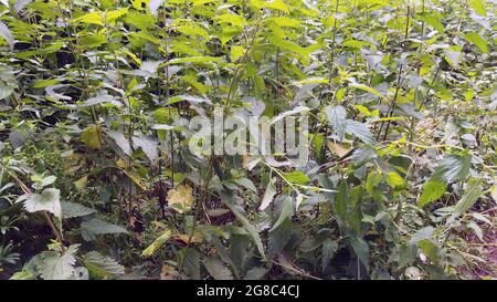 Una posizione di Wildlife Trust vicino al fiume Arrow, vicino ad Alscester, Warwickshire e vicino al confine con il Worcestershire. Una tranquilla passeggiata attraverso l'erba lunga, nettle, vari fiori selvatici vicino al fiume Arrow. La pesca è anche un'attrazione qui, così come le gite in famiglia vicino alle pietre di ciottoli sul bordo delle acque. Foto Stock