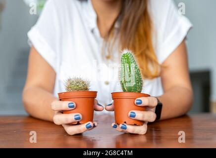fuoco selettivo di due succulenti piantati in piccole pentole nelle mani di una donna irriconoscibile Foto Stock