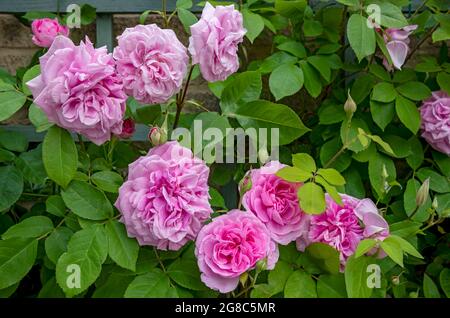 Rosa rosa ‘Gertrude Jekyll’ rose da vicino crescere su traliccio su una parete fiori fiore fioritura nel giardino in estate Inghilterra Regno Unito Regno Unito Foto Stock