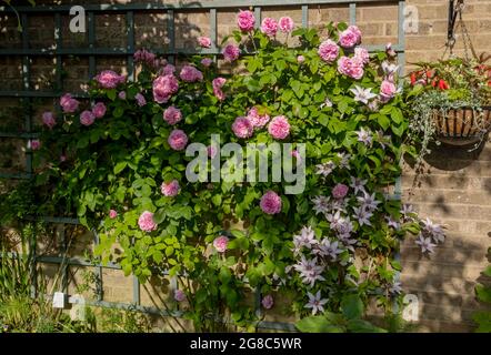 Rosa rosa ‘Gertrude Jekyll’ rose e clematis ‘Samaritan Jo’ che crescono su traliccio su una parete fiori fiore fioritura nel giardino in estate Inghilterra Regno Unito Foto Stock