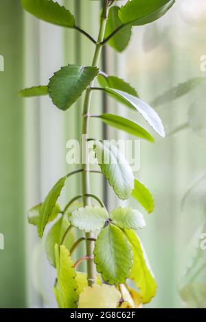 Giovani piante di Kalanchoe con foglie verdi. Foto Stock