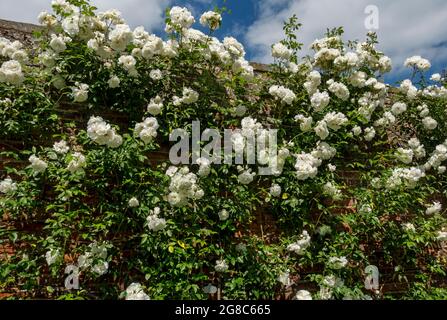 Rosa bianca rose ‘Iceberg’ fiori fiore che crescono su un muro in un giardino in estate Inghilterra Regno Unito GB Gran Bretagna Foto Stock