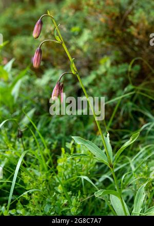 Lilium martagona, il giglio di Martagona o giglio di Turco nella Riserva Naturale di Rila, Monte Rila, Bulgaria, Europa Foto Stock