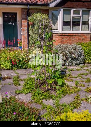 Giardino anteriore di un cottage ALMS in Main Street, Heslington, York, North Yorkshire. REGNO UNITO Foto Stock