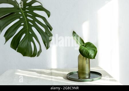 Vaso con foglie naturali e foglia di monstera all'interno della sala. Foto Stock