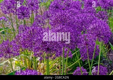 Fiori di Allium. Foto Stock