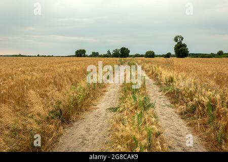 Strada attraverso campi dorati e cielo nuvoloso, Nowiny, Polonia Foto Stock